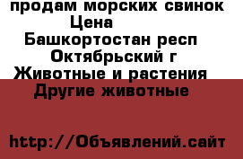 продам морских свинок › Цена ­ 1 000 - Башкортостан респ., Октябрьский г. Животные и растения » Другие животные   